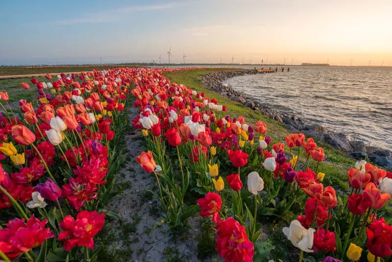 Flevoland 
